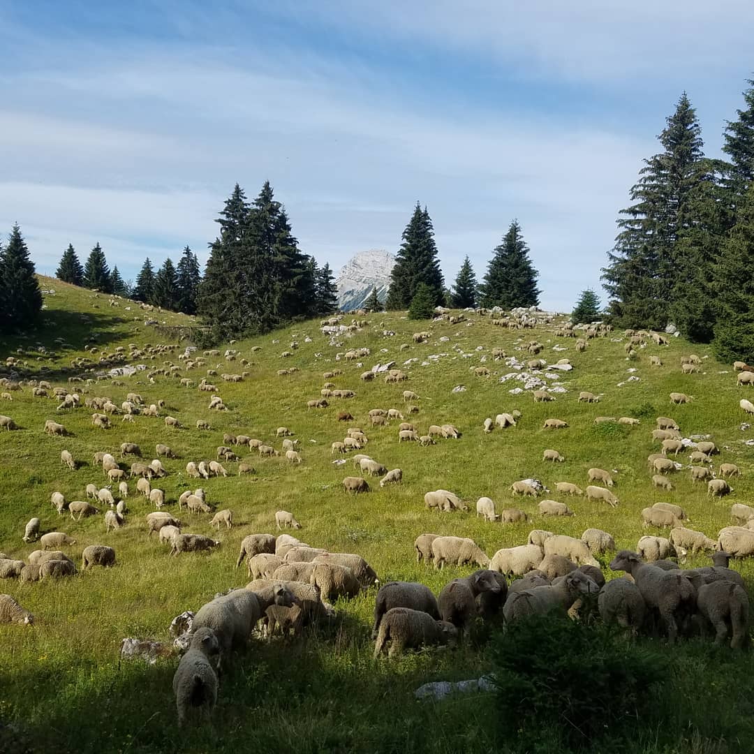 Les brebis sont élevées en système extensif vivent en plein air quasiment toute l’année, elles sont tondues juste avant l’agnelage lorsqu’elles rentrent en bergerie, elles produisent ainsi de superbes toisons fines et de qualité.